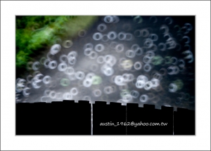 換個角度來表現不同的油桐花---Austin