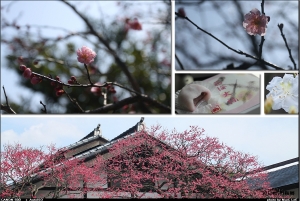 吉野梅鄉