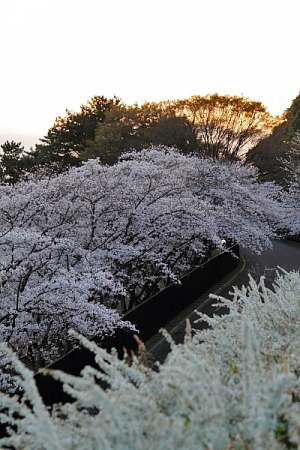7D春夜裡賞満天桜
