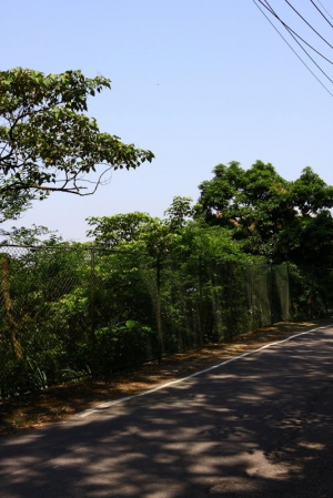 沒有桐花的桐花季