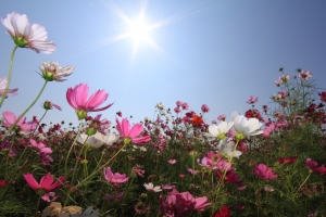 新社花海‧天氣晴