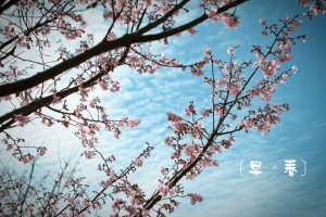 + 早。春 +