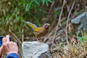 大雪山親民大使-金翼白眉