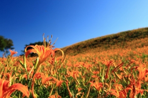 花蓮 六十石山 金針花季