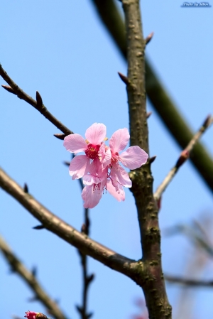 080306 陽明山的櫻花(圖多)
