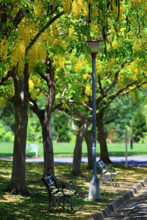 阿勃勒  (中興新村)