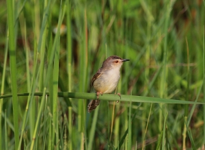 微距太難混改打鳥去～斑紋鷦鶯(更正)