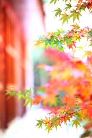 福壽山農場楓葉已經紅!