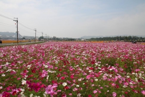 新社花海