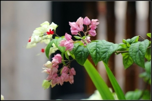 (60D)林家花園--花花草草
