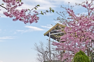 恩愛農場 - 遇見千島櫻