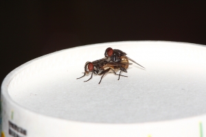 ●●●(18禁)卡爾蔡司老鏡 M42 135mm mc也能這麼用●●●By雙