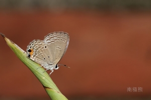 蘇鐵綺灰蝶 (東陞蘇鐵小灰蝶)~南極熊的生態記37