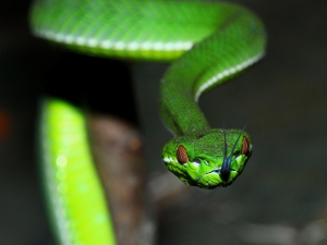 [尚青ㄟ]赤尾青竹絲 100mm Macro