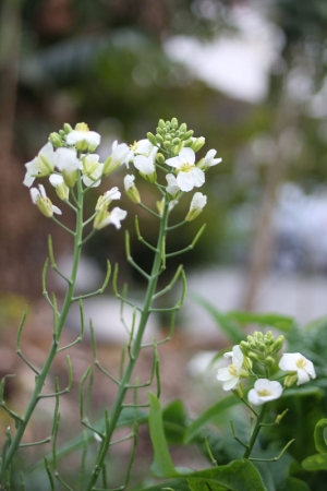 EF24mm F2.8-阿嬤的小小菜園