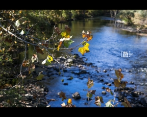 ::: Love Bokeh 散散惹人愛 [十二] by Mini-DV :::