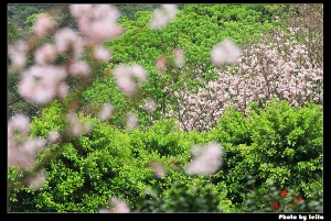 無極天元宮初體驗