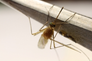 微距視野_最討厭的傢伙