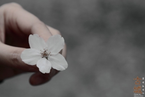 關西行 - 櫻花篇