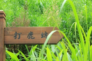 我也來桐花季!! 苗栗-打鹿坑