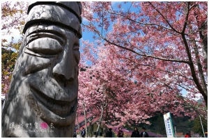 [台中]讓我們賞櫻去-武陵浪漫櫻花雨(下)