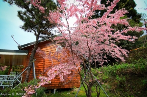 那一年, 我在恩愛農場賞櫻花... Part 1 by 50D