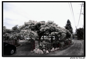 2011-05-07 桂花園 BY 凱爺