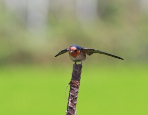 456打鳥記 - 可愛的洋燕