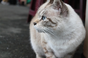 猴桐 - 貓的故鄉