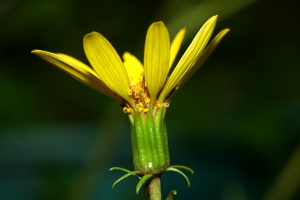 Sophies植物微距攝影集177