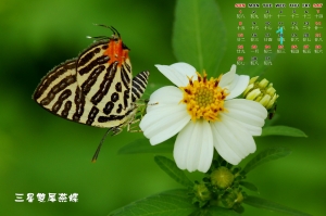 2012美麗的蝴蝶桌曆