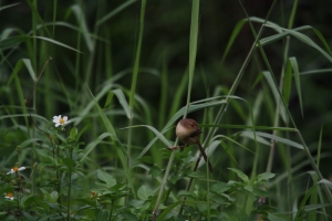 褐頭鷦鶯