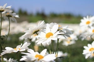 彰化田尾買花去