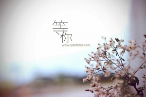 小白 。 等你