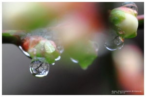 清大梅園 (一張流)