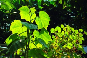 台中植物園隨拍