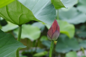 大雅區的荷花尚未盛開