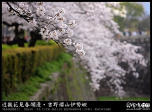 日本賞櫻【西之丸-賞夜櫻】超感動幸福分享2