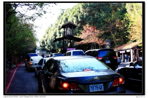 塞車之九族賞"櫻" 槓上了