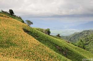 六十石山綠油油