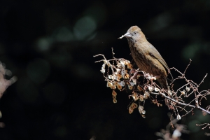 普鳥大雜會-酒紅朱雀