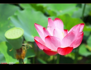 [5D2]荷花24-85mm usm 拍的