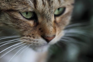 台中市~100mm is園區遇到的~貓~人~鳥