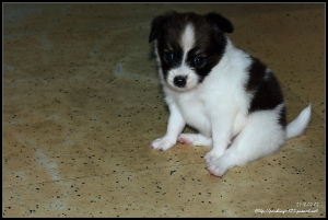 我家粉圓(狗狗)~。