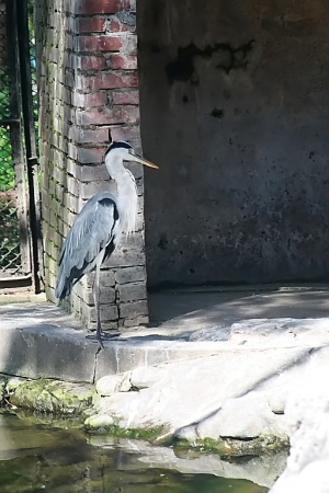 鳥飛太高,打鳥工具太貴,只好....