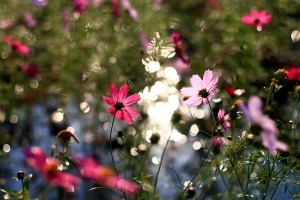 花海綻放‧竹縣鄉間很普羅旺斯《寶山鄉 - 波斯菊花海篇》