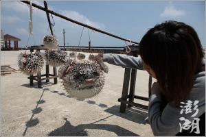 2011.0530~0601 澎湖遊花火 (圖多39P)