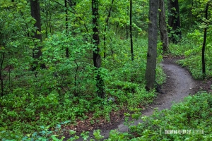 ::: Rainy Forest 飄渺林中世界‏ by DV :::