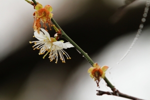 梅花處處開。烏松崙