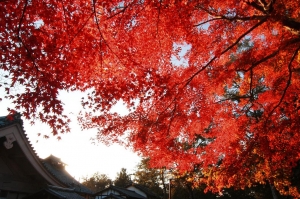 2010.12.04 抓住紅葉的尾巴之奈良東大寺&大阪城